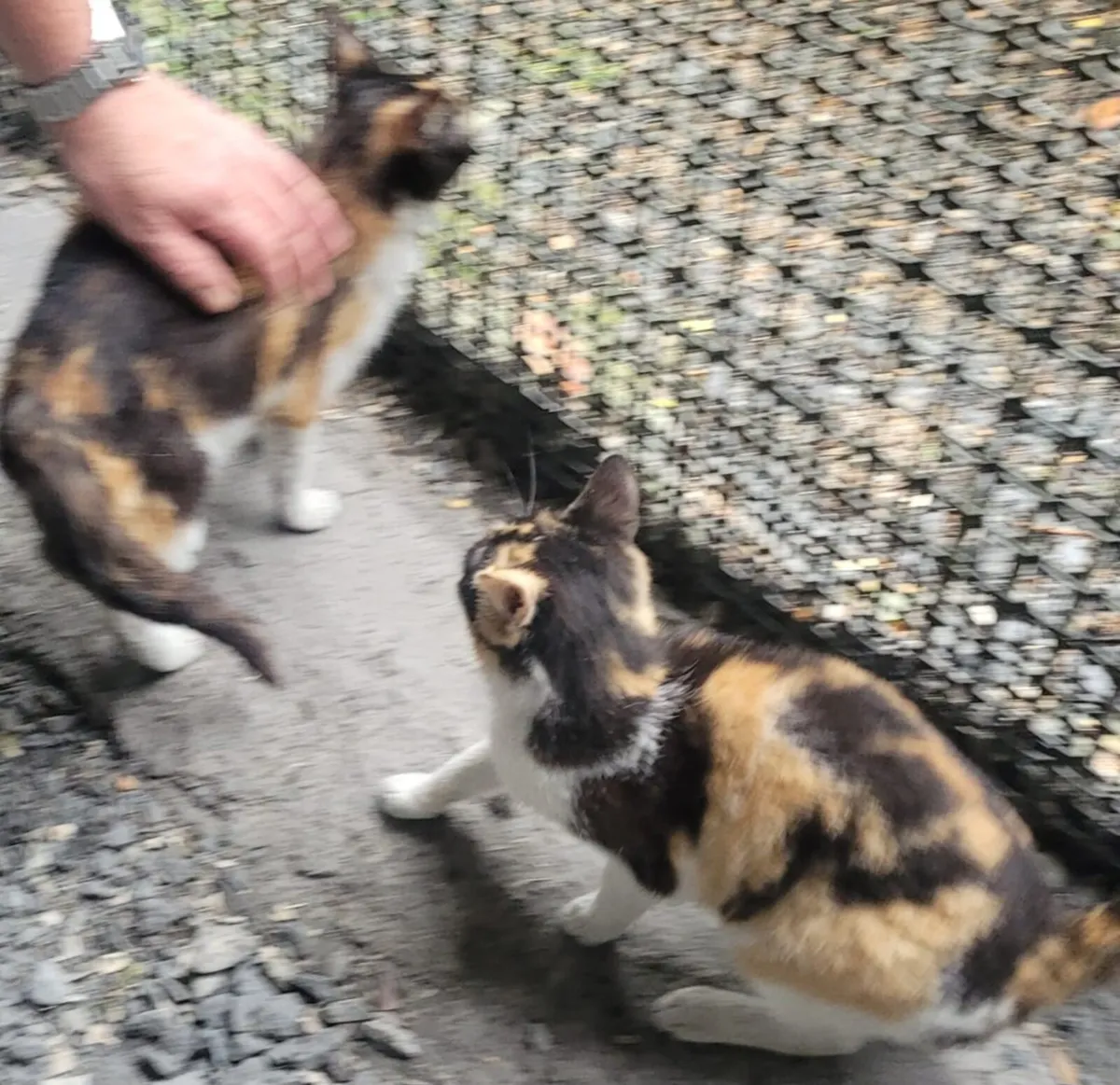 Kittens - Image 1
