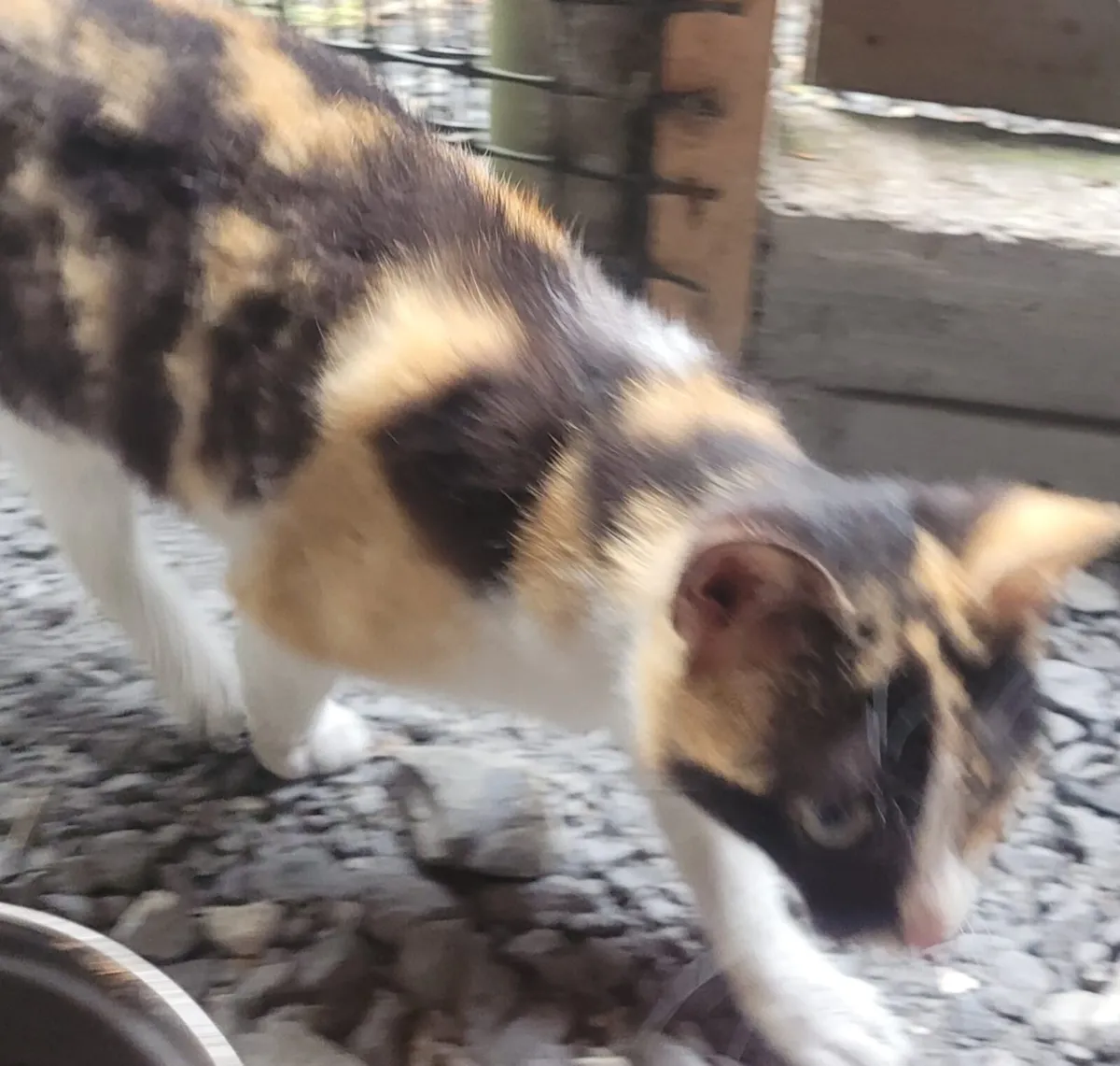 Kittens - Image 2