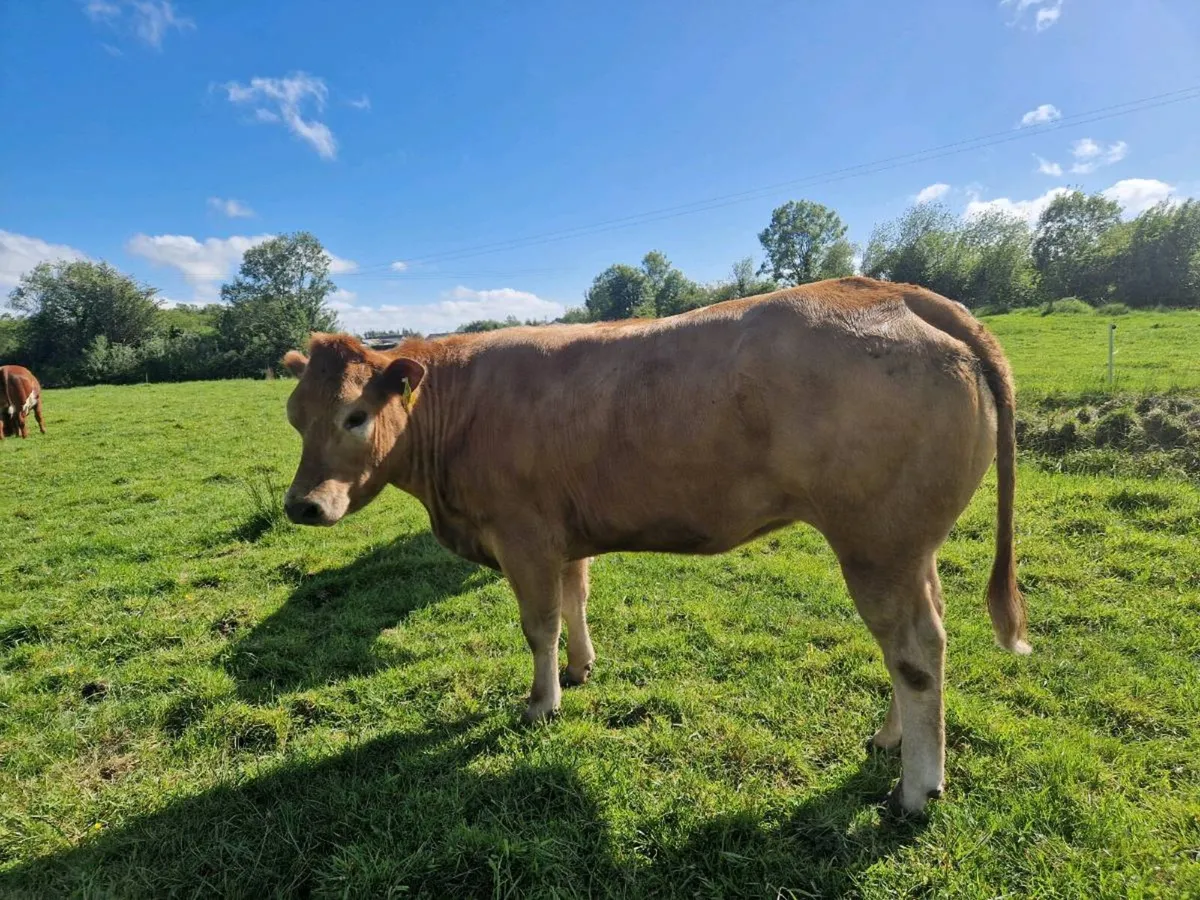 Belgium Blue breeding heifers - Image 2