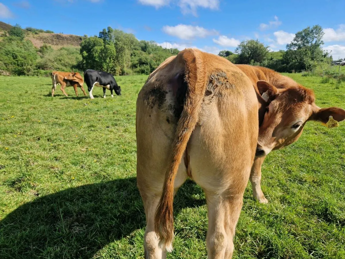Belgium Blue breeding heifers - Image 3