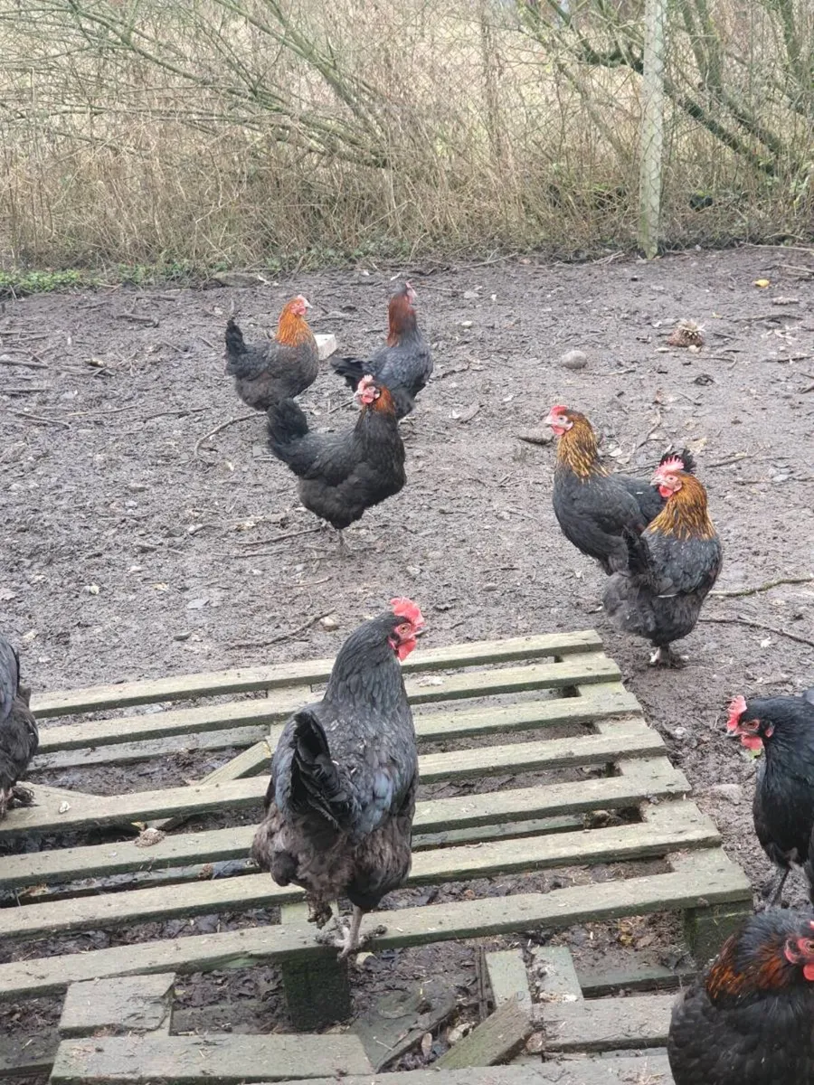 Hens, Pullets, chicks, Fertile eggs duck and hen - Image 2