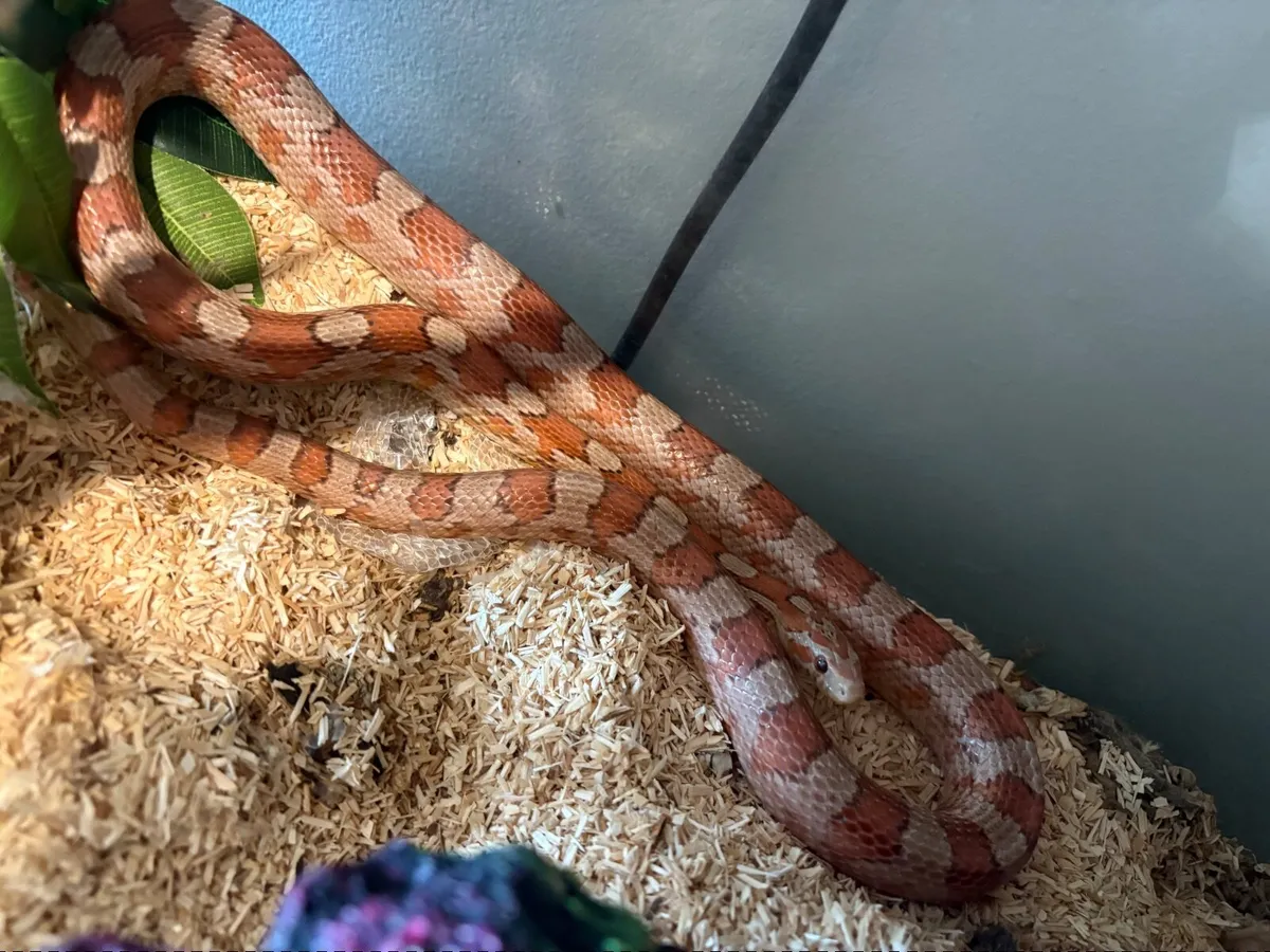 Snake