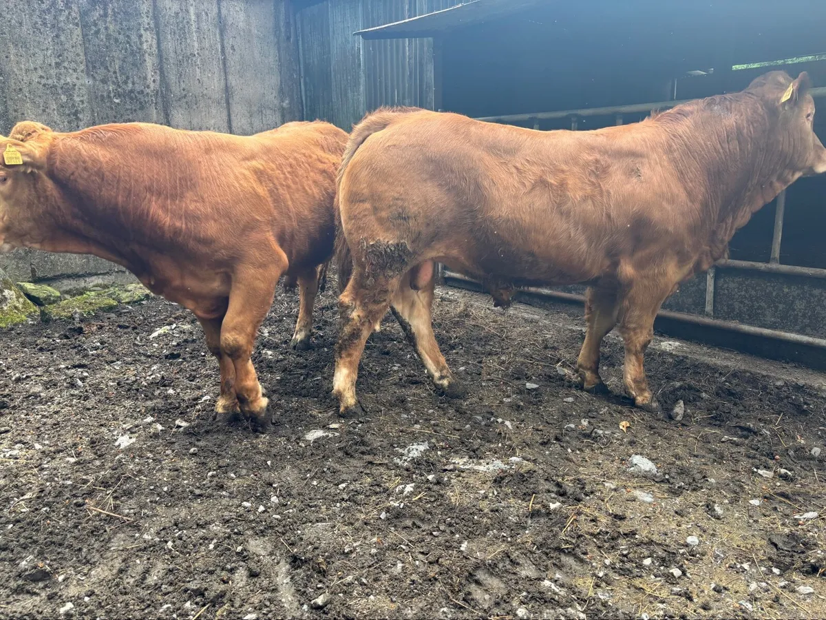 Purebred Limousin bulls - Image 2