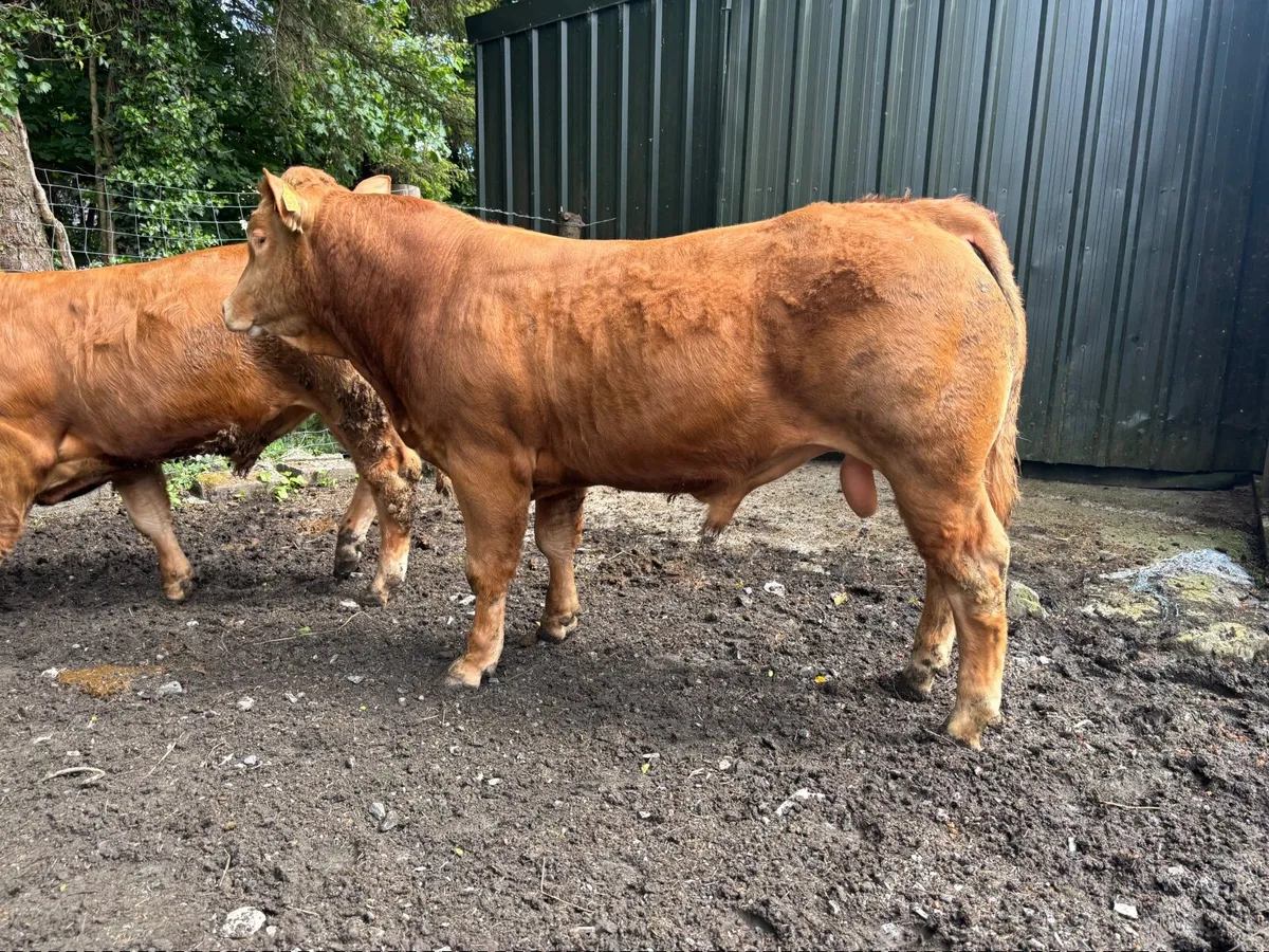 Purebred Limousin bulls - Image 1