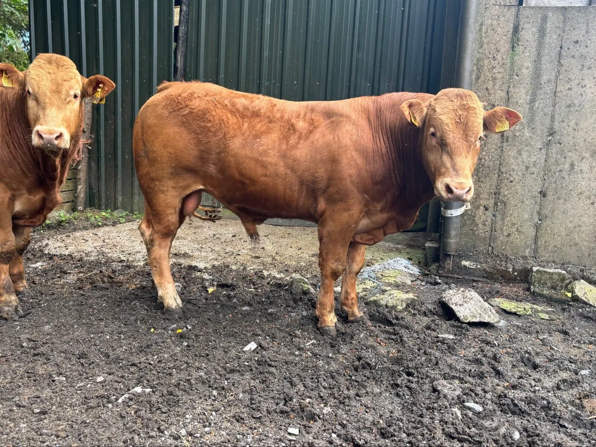 Purebred Limousin bulls - Image 3