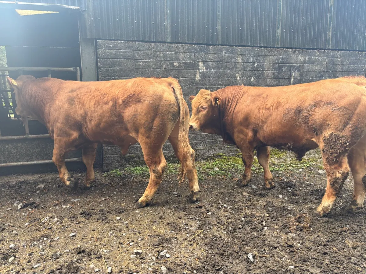 Purebred Limousin bulls - Image 4