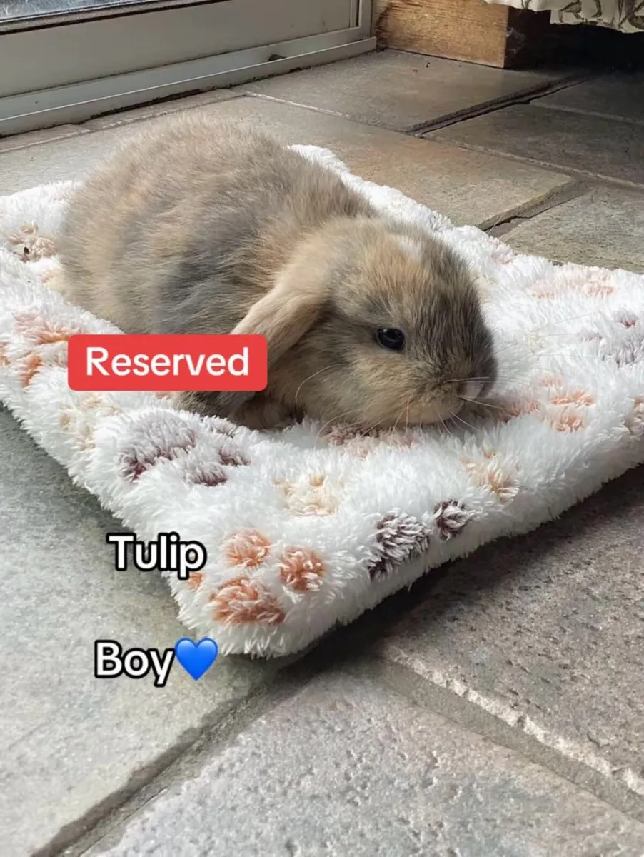 Mini Lop Bunnies - Image 4