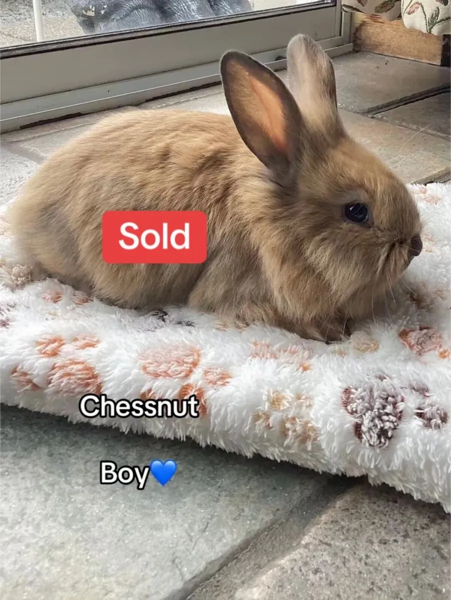 Lionhead Bunnies - Image 4