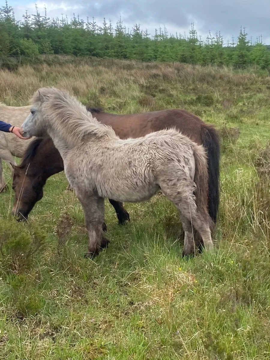 Kerry bog pony colt - Image 1