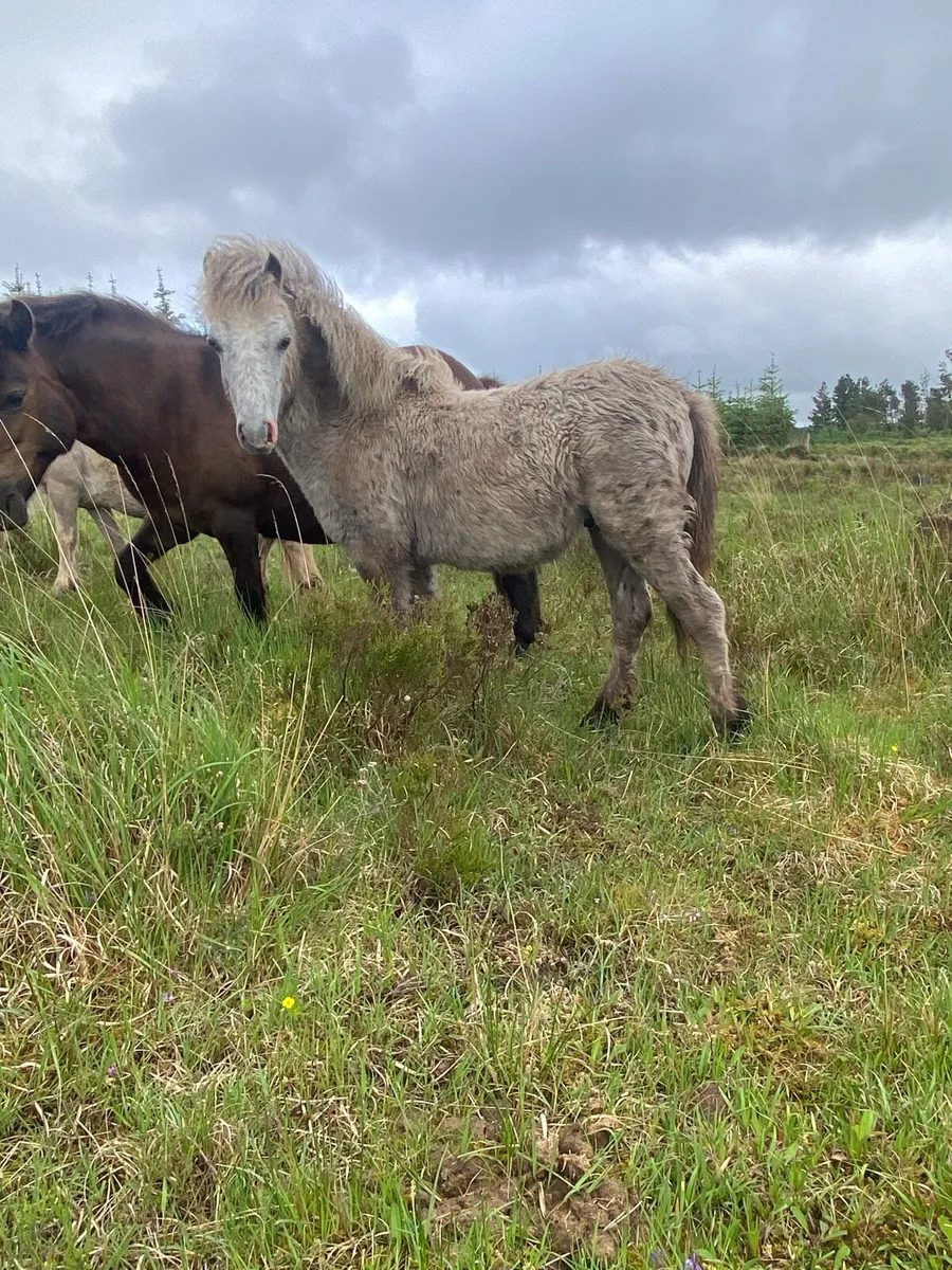 Kerry bog pony colt - Image 2