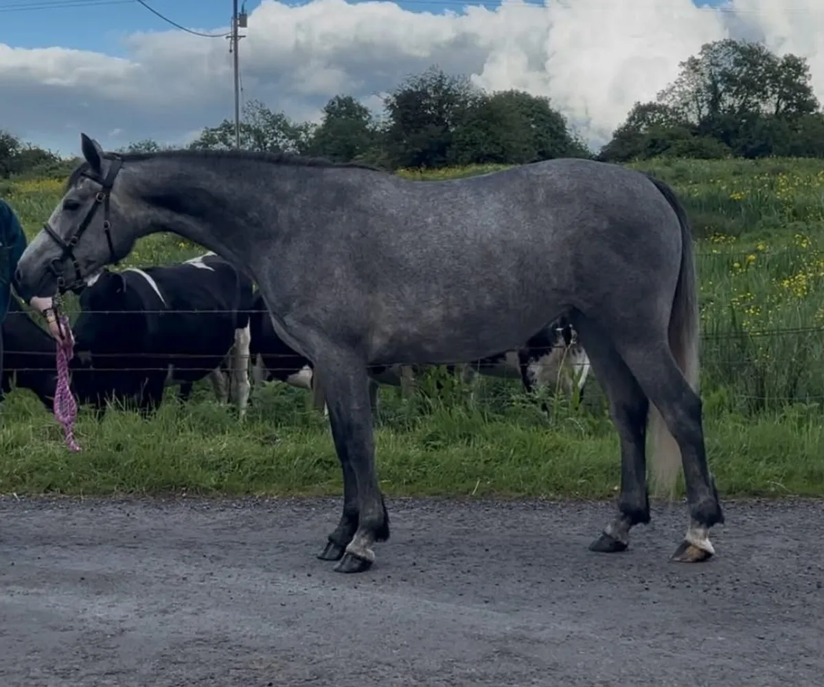 3 year old  Connemara filly - Image 2