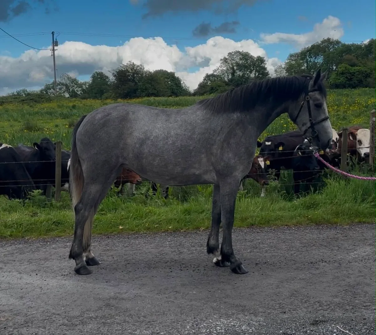 3 year old  Connemara filly - Image 1
