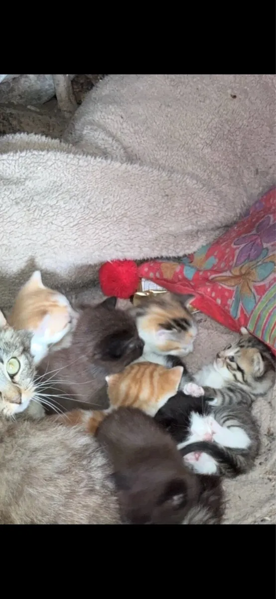Kittens - Image 1