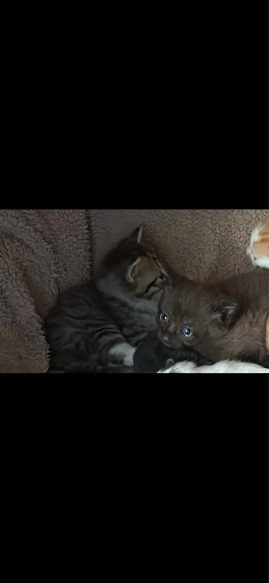 Kittens - Image 2