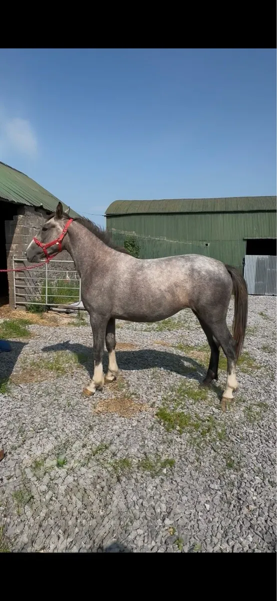 Full ID filly - Image 1