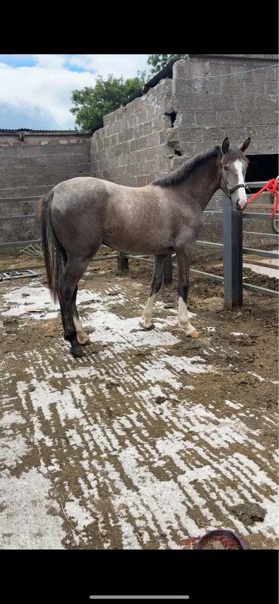 Full ID filly - Image 3