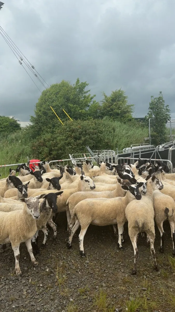 Mule hoggets - Image 1
