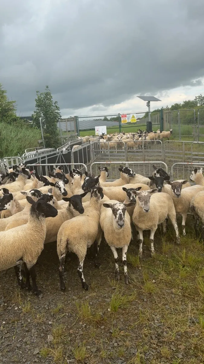 Mule hoggets - Image 2