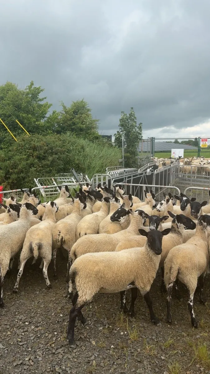 Mule hoggets - Image 3