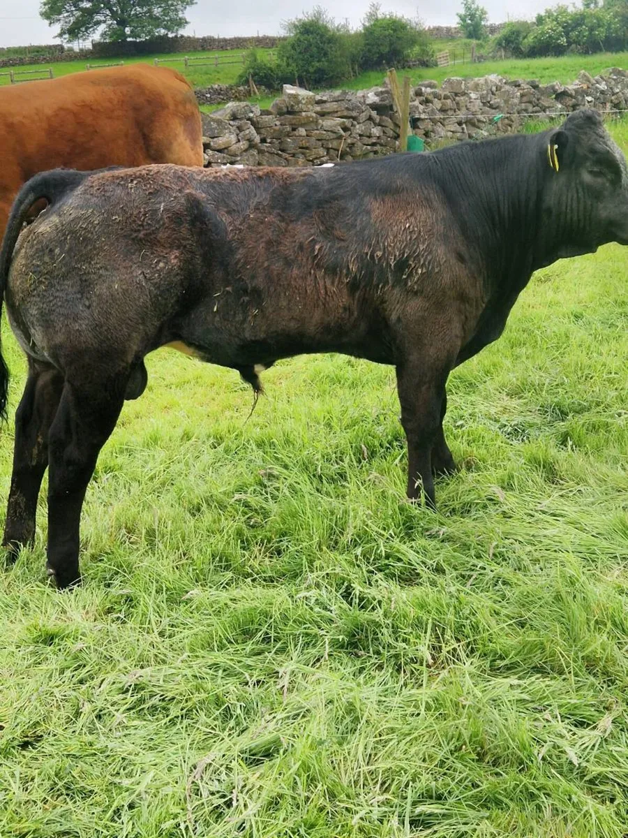Bull weanlings - Image 1