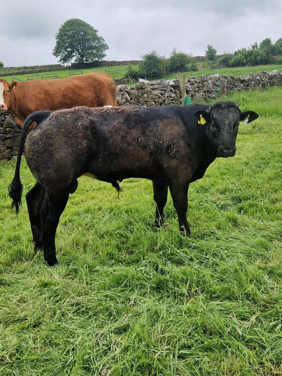 Bull weanlings - Image 2