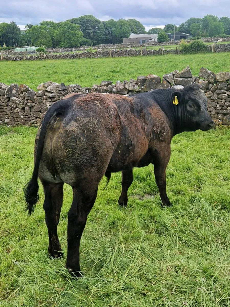 Bull weanlings - Image 3