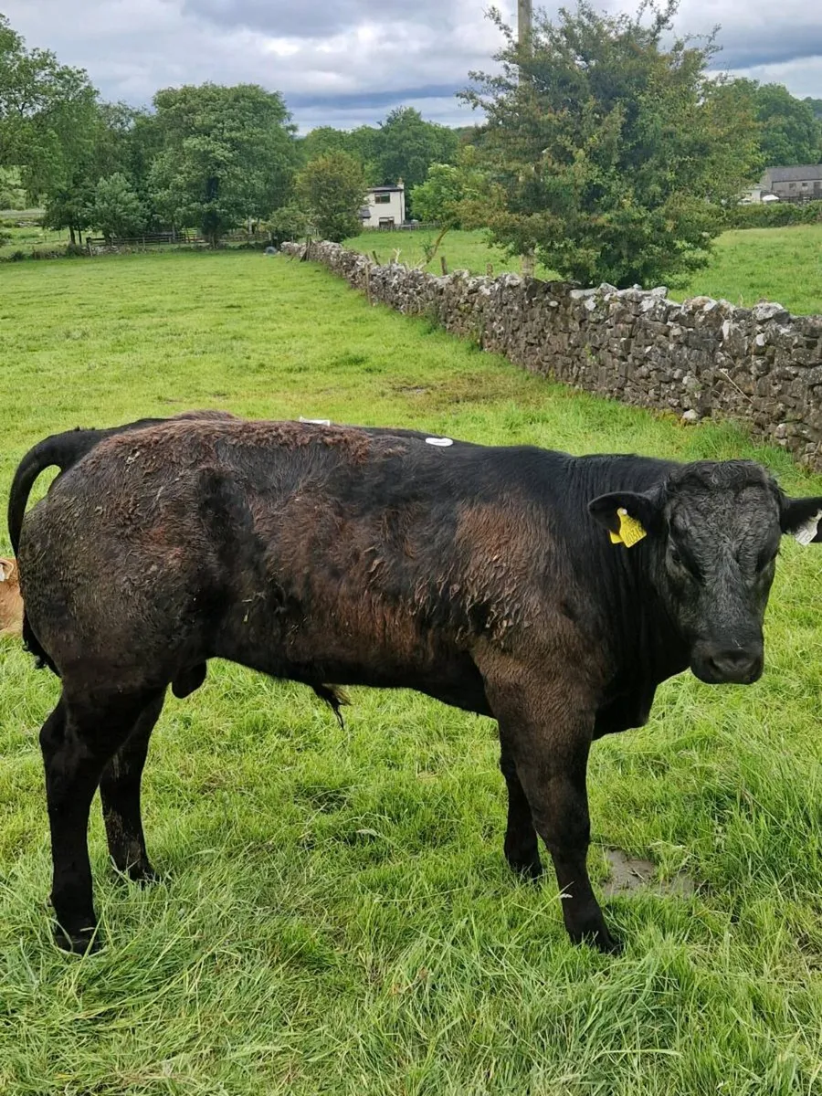Bull weanlings - Image 4