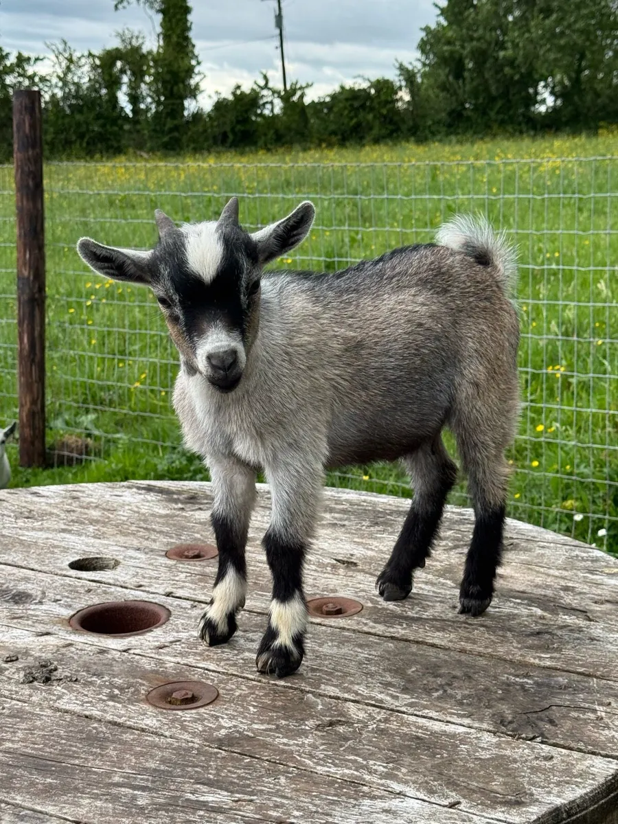 Pedigree Pygmy Goats - Image 3