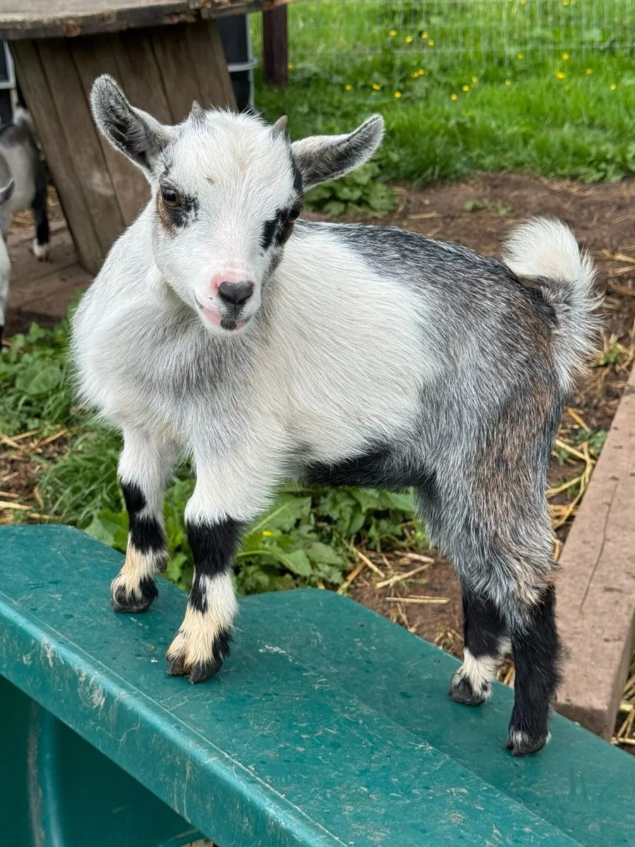 Pedigree Pygmy Goats - Image 2
