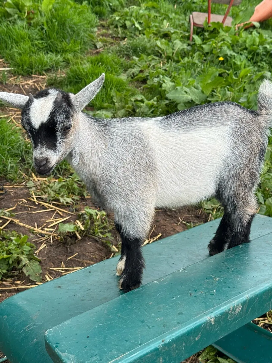 Pedigree Pygmy Goats - Image 4