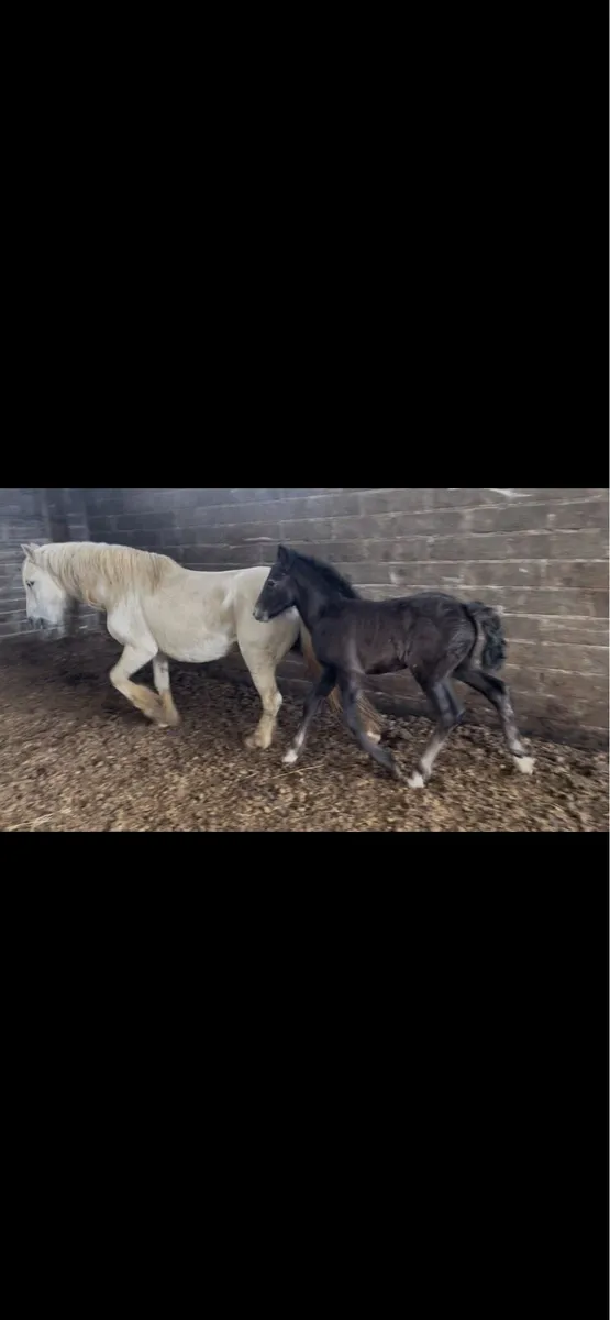 5yo 12.2 mare with month old filly foal - Image 1