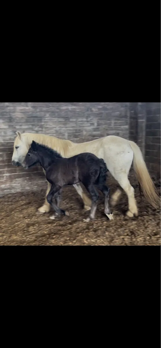 5yo 12.2 mare with month old filly foal - Image 3