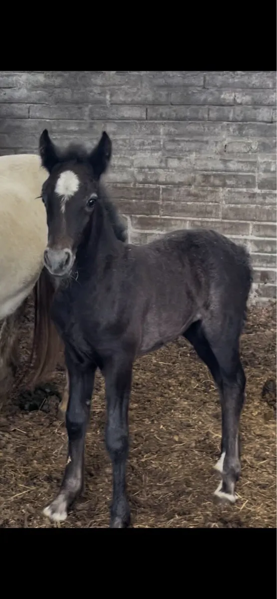 5yo 12.2 mare with month old filly foal - Image 4