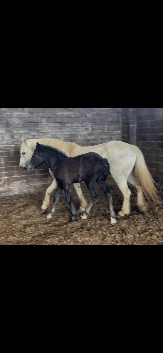 5yo 12.2 mare with month old filly foal - Image 2