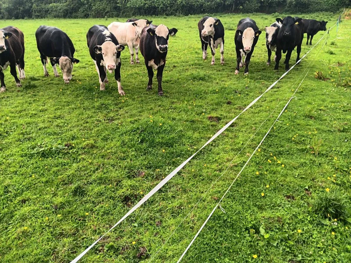 Bullocks - Image 3