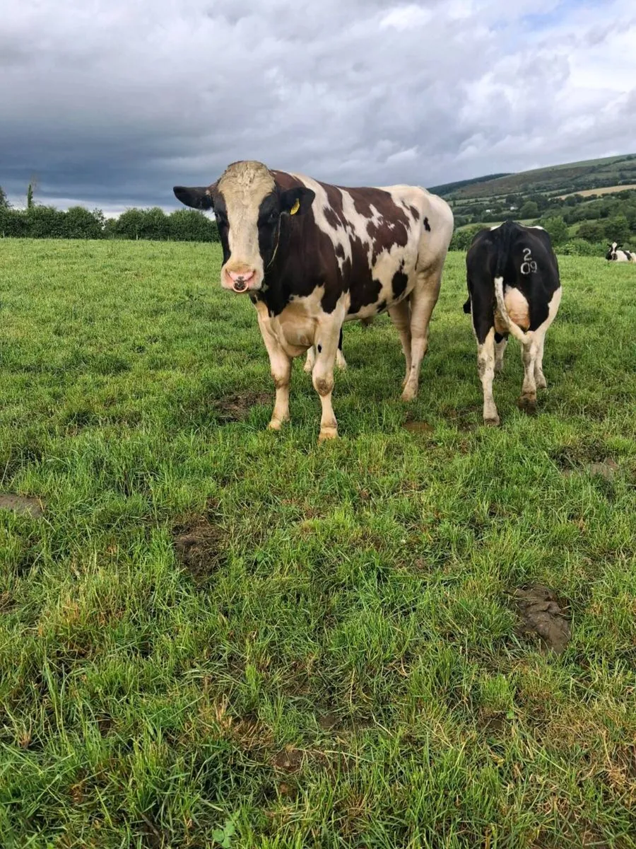 3 year old Red Holstein Friesian Bull - Image 1