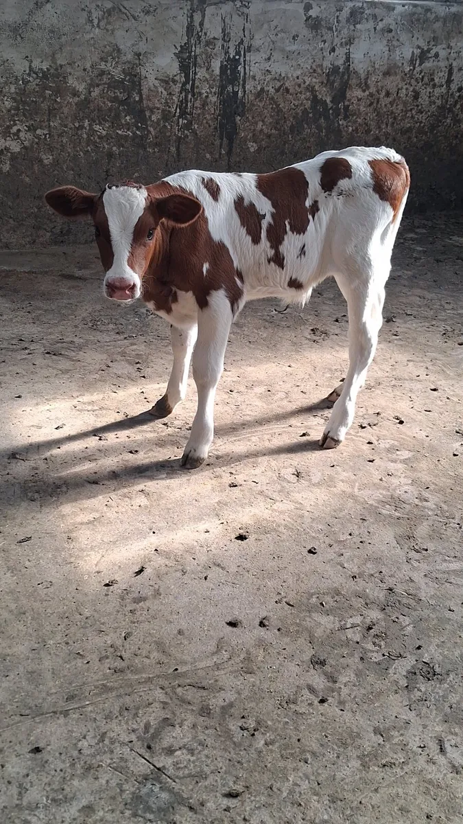 3 year old Red Holstein Friesian Bull - Image 2