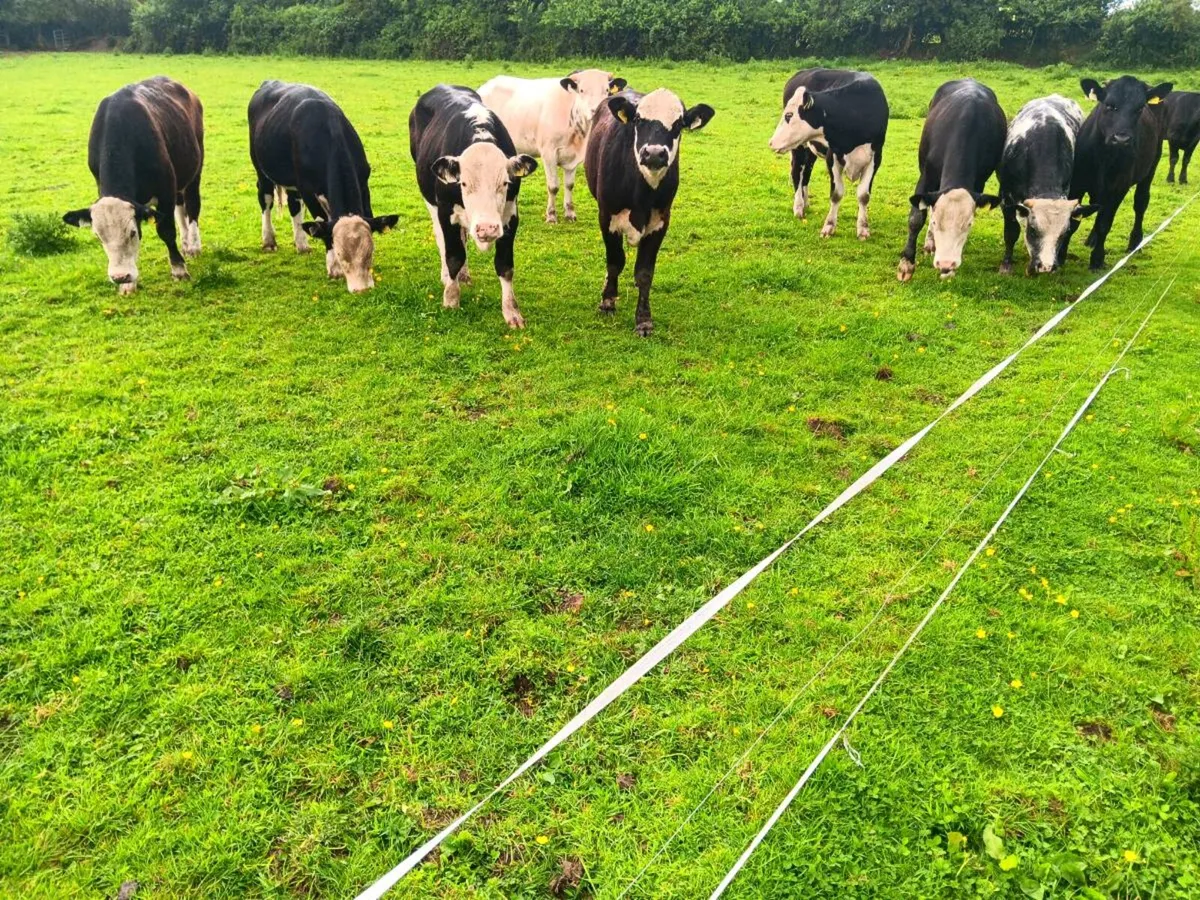 Bullocks - Image 4