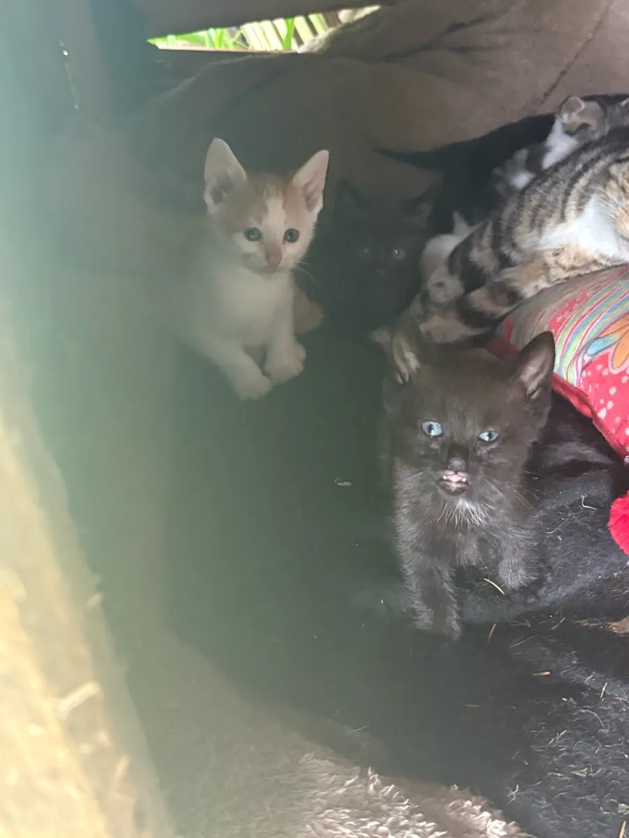 Kittens - Image 3