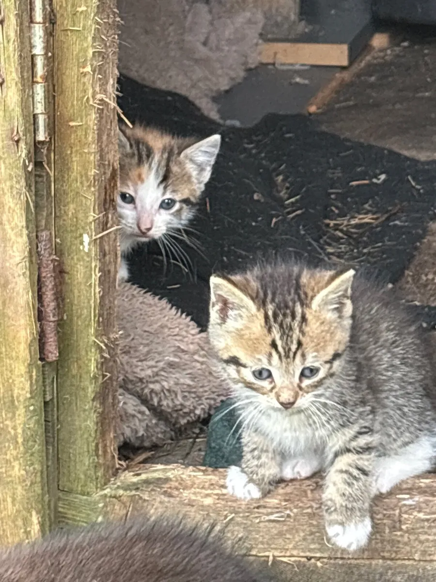 Kittens - Image 4