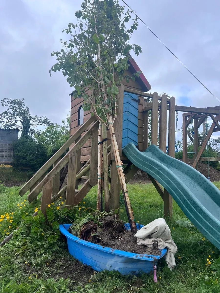 Urgent :Himalayan Birch Trees x2-Dug Today - Image 1