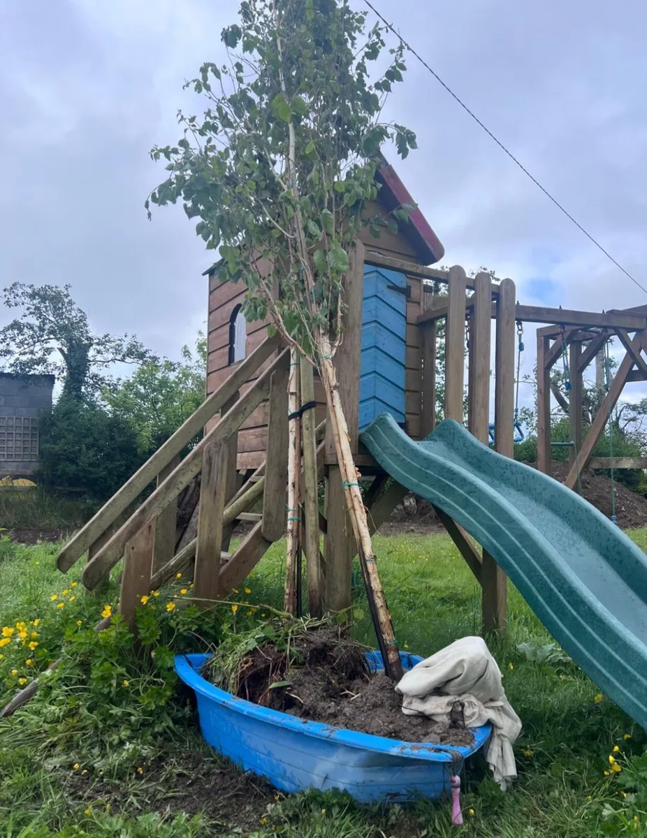 Urgent :Himalayan Birch Trees x2-Dug Today - Image 2