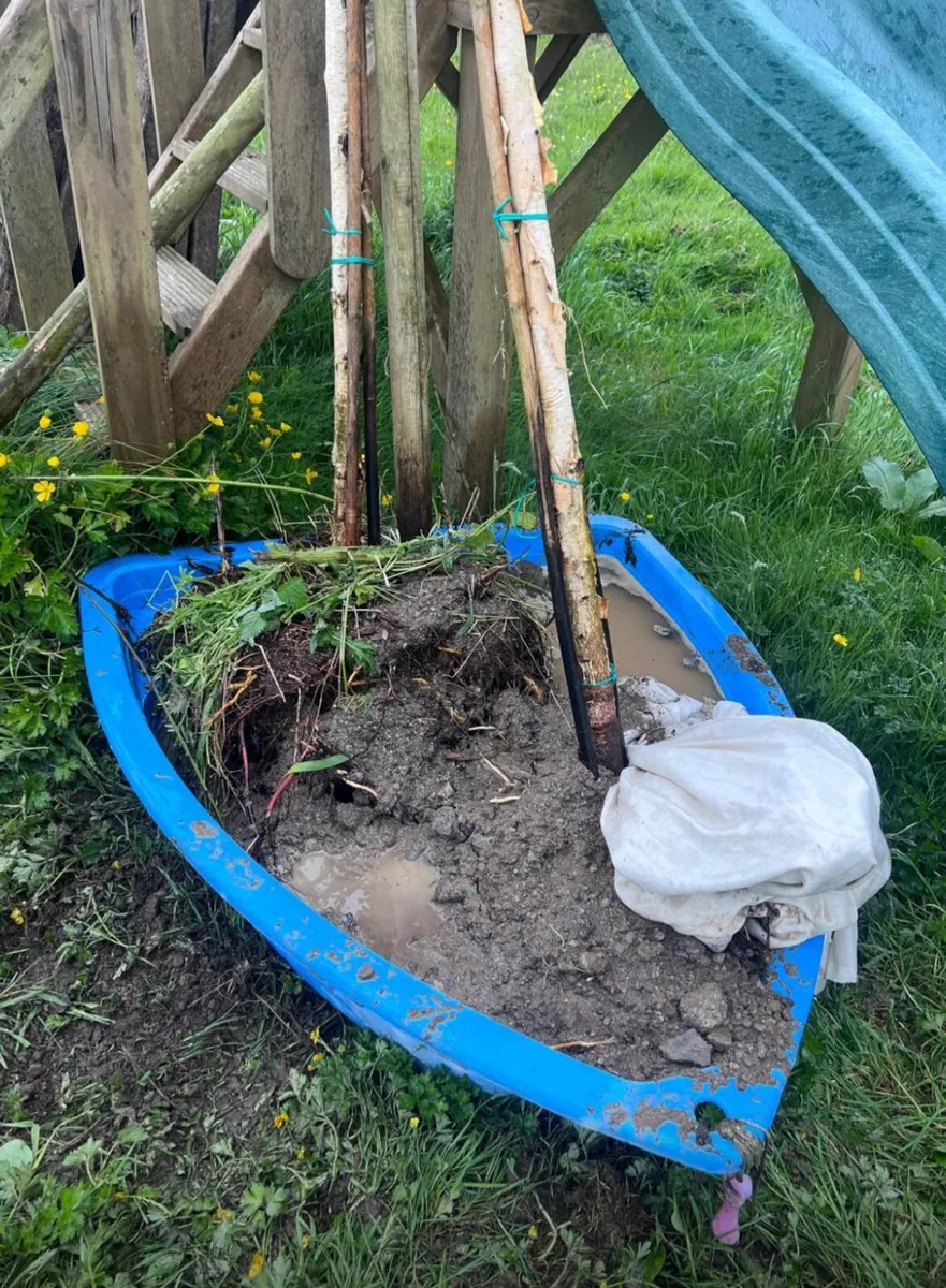 Urgent :Himalayan Birch Trees x2-Dug Today - Image 3