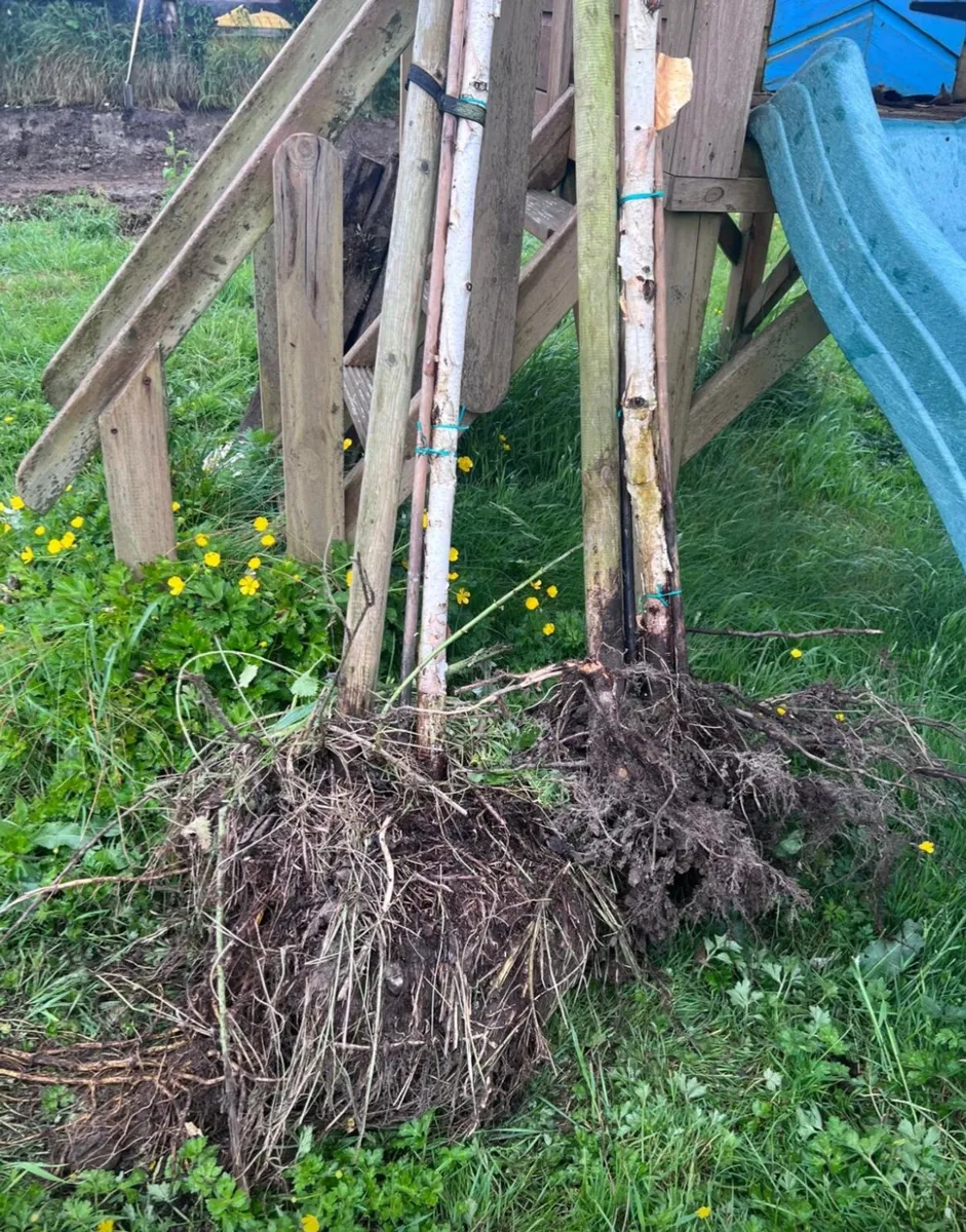 Urgent :Himalayan Birch Trees x2-Dug Today - Image 4