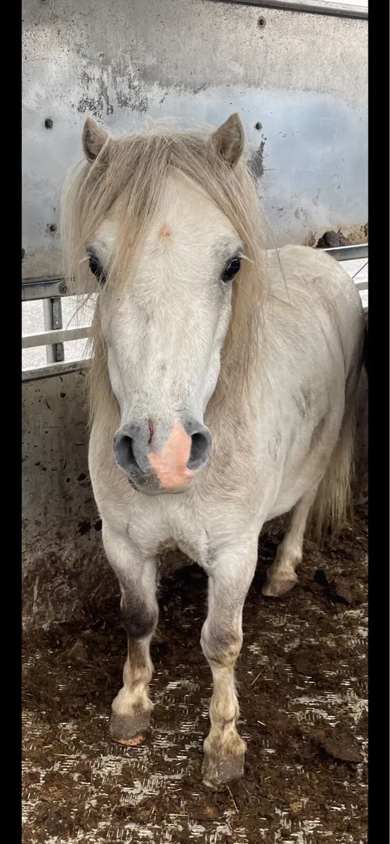 4yo fellabella gelding - Image 2