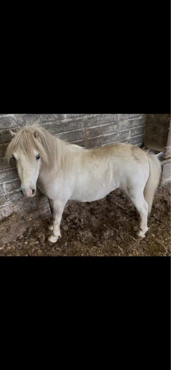4yo fellabella gelding - Image 1