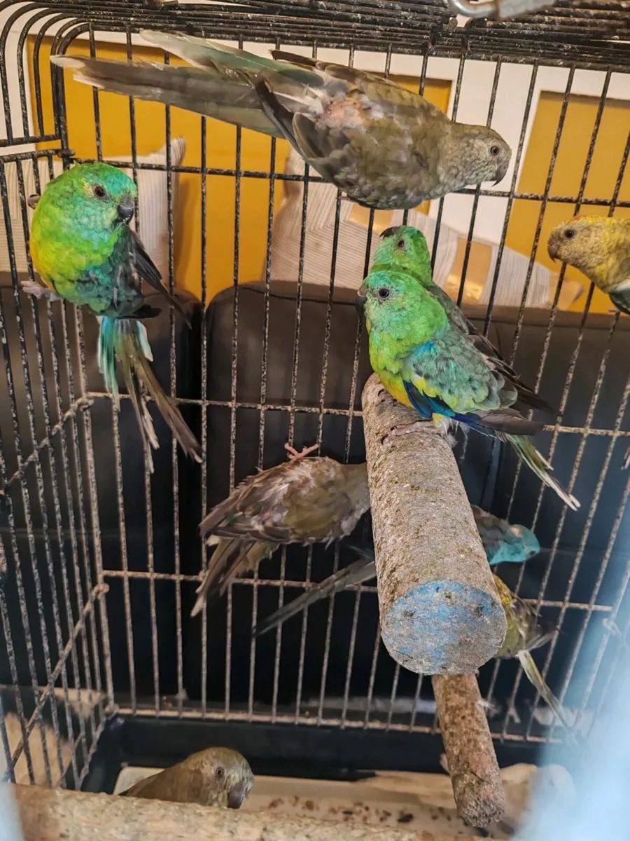 12 red rumped parakeets - Image 4