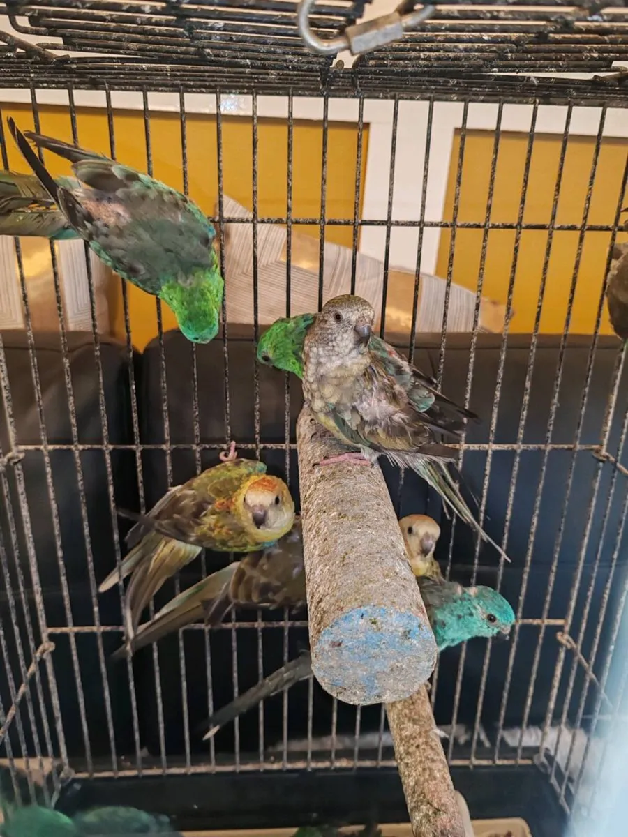12 red rumped parakeets - Image 3
