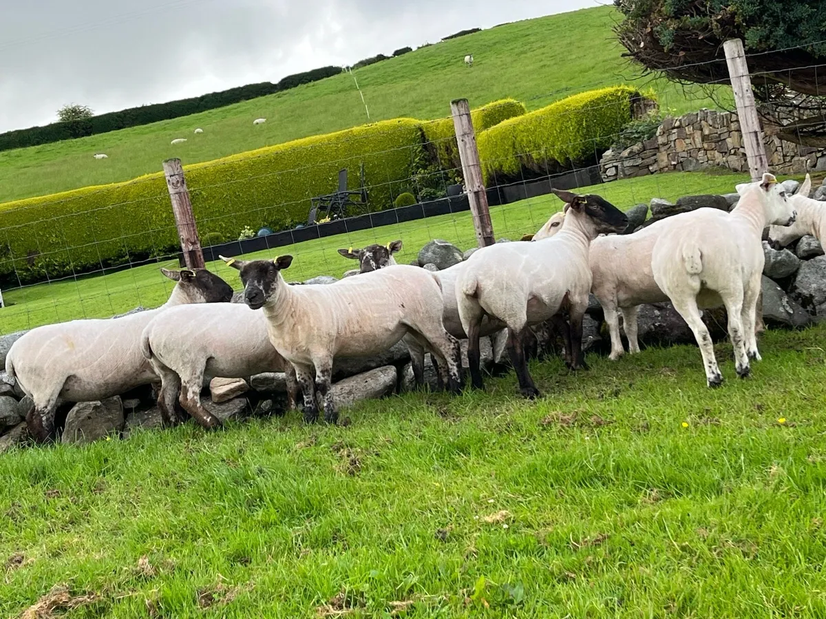Sufftex Hoggets - Image 1