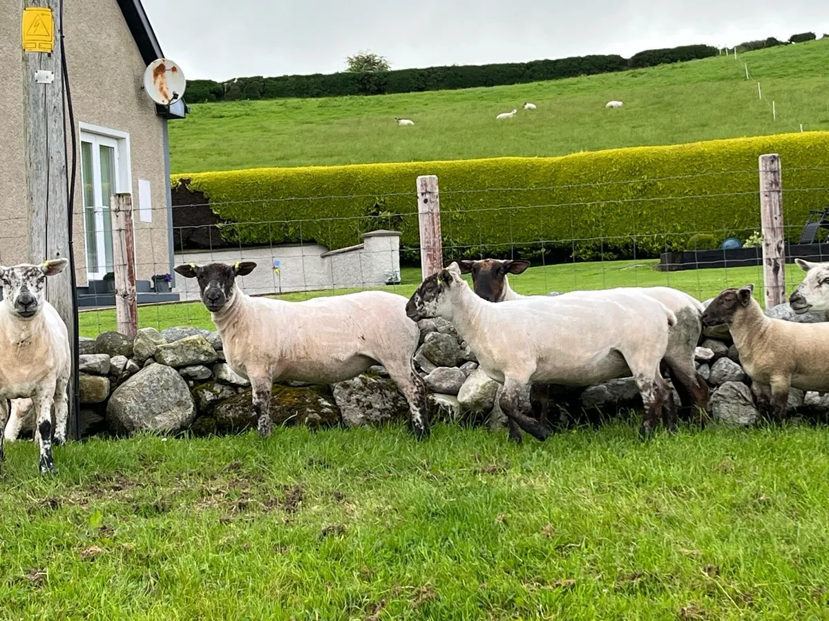 Sufftex Hoggets - Image 2
